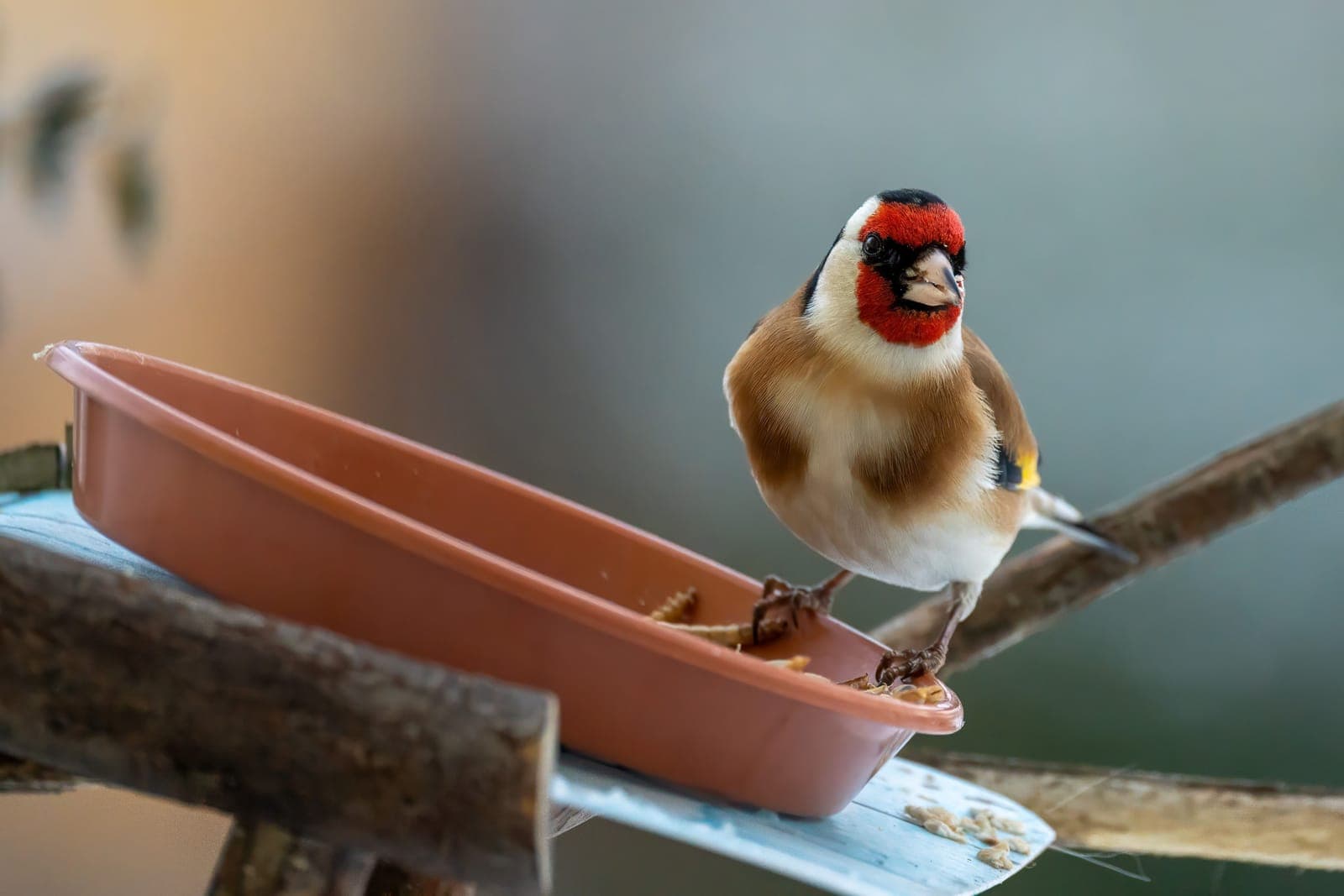 A goldfinch feeding at a garden bird feeder in winter