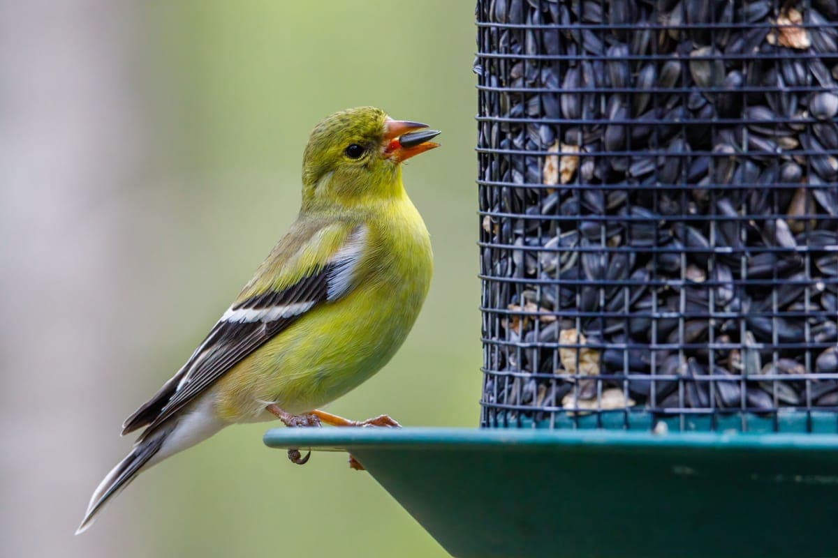 A goldfinch feeding from a garden bird feeder